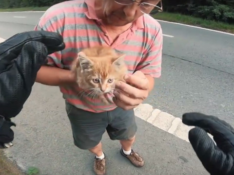 道路でうずくまっていた猫