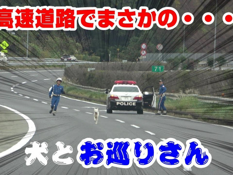 高速道路で犬を追いかける交通機動隊員