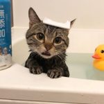 【猫・癒し動画】お風呂好きな猫がずっと→( ˙ㅿ˙ )←な顔をしながらお風呂に入る動画が可愛い！