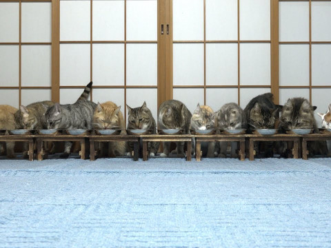 並んで餌を食べる猫たち