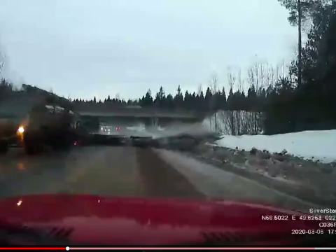 道路に落下した木