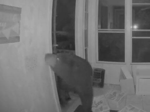 ピザを狙って住居に侵入する熊