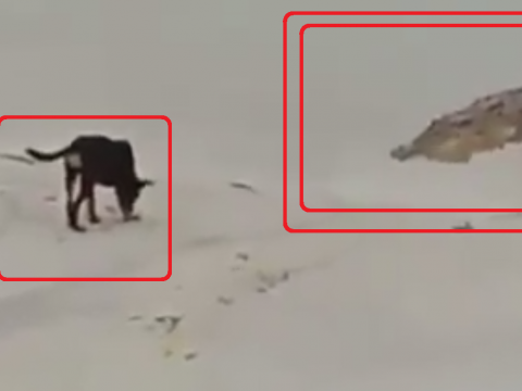 犬を襲おうとしているワニ