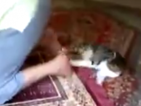 お祈りを邪魔する猫