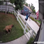 【海外ニュース・動画】Amazonの配達員が挨拶しにきた犬に驚き、フェンスを飛び越えて逃げる様子が公開