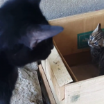 【海外・ねこ動画】子猫に話しかける母猫と、しっぽで子猫と遊ぶ母猫のほっこり動画