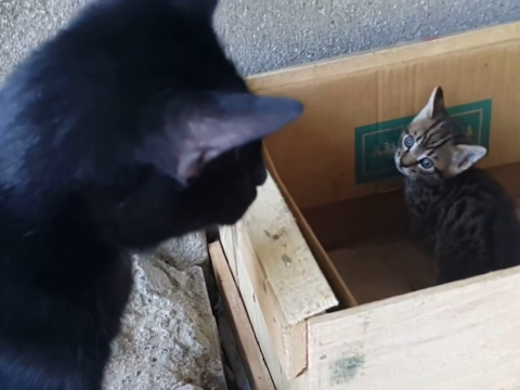 子猫に話しかける母猫