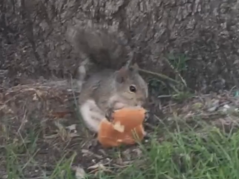ハンバーガーを食べるリス