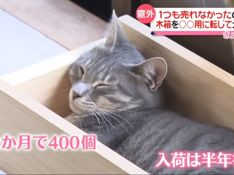 猫用プランターで寝る猫