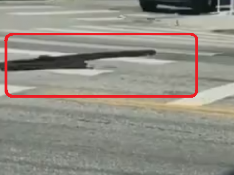 道路上に出されたスパイクベルト