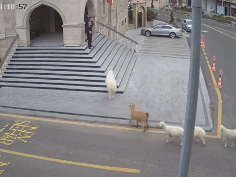 街の中を歩く羊