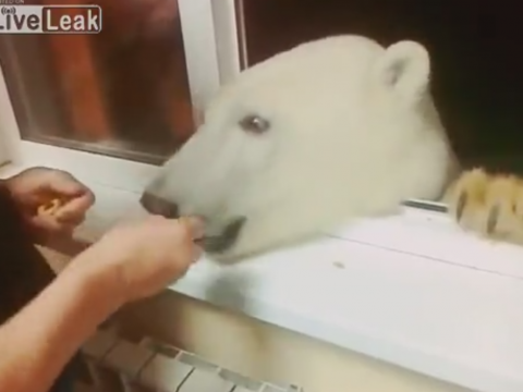 窓にやってきた熊