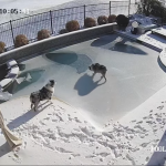 【海外ニュース】初めての氷！飼い犬が凍ったプールで水に落ち、飼い主が慌てて救助。
