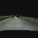 道路上に居た鹿