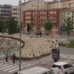 道路を横断する大量の羊