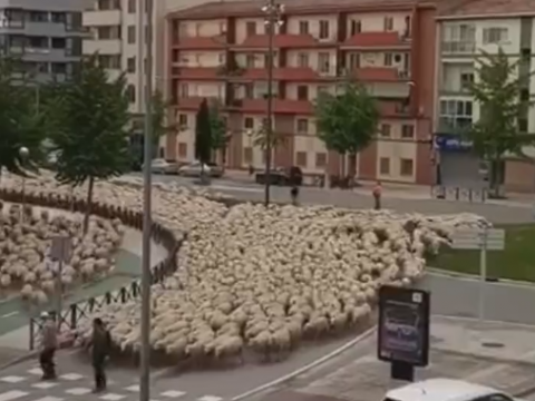 道路を横断する大量の羊