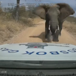 【海外ニュース】南アフリカの自然保護区で車が象に襲われる。ドラレコが公開。