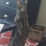 【動画】「大きくなれ！」猫がどんどん立ち上がっていく動画が話題に。
