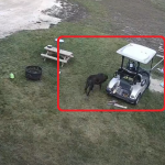 【海外ニュース】犬がゴルフカートを操作し、主人の車を破壊。監視カメラの映像が公開。