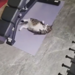【海外ニュース】かわいい！猫がジムでトレーニングをする様子が撮影、公開される