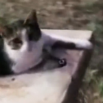 【猫・癒し動画】公園の水飲み場で水をねだる猫の様子が話題に