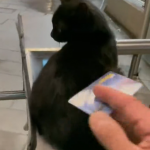 【海外・動画】ﾆｬｵﾝ!駅の改札機に乗る猫の様子が撮影され話題に。
